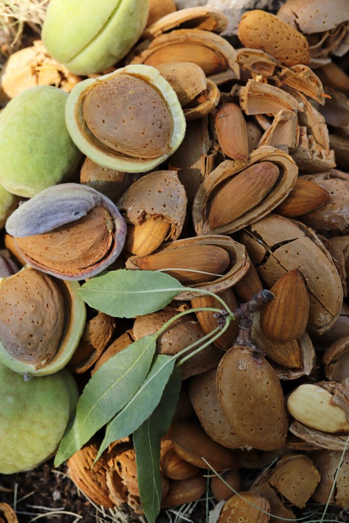 almond harvest time broken almonds almond harvest time broken almonds
