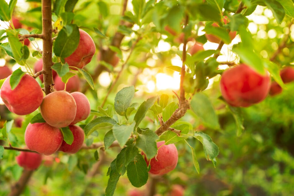 apple tree 2025 01 29 03 39 24 utc