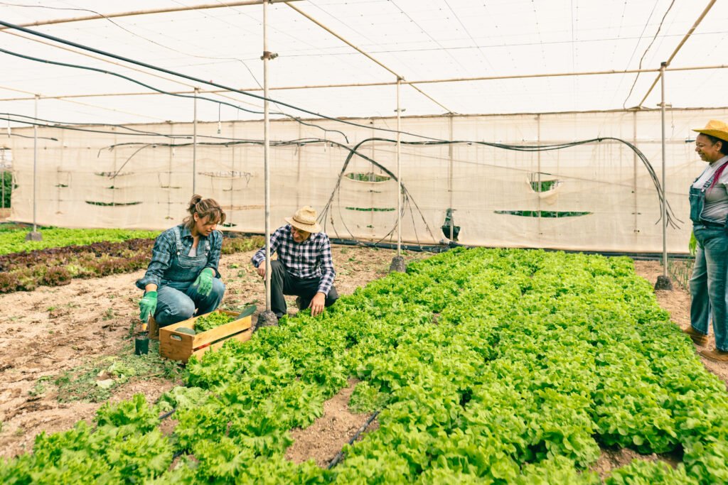 multiracial farmers harvesting lettuce and vegetables from the g